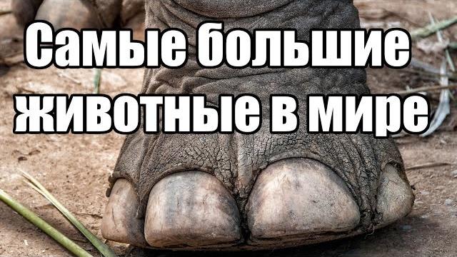 Самые большие животные в мире | Интересные факты Самые большие животные в мире | Интересные факты