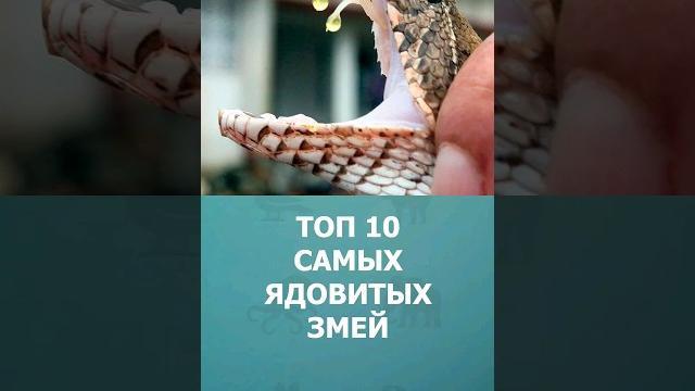 Топ-10 самых ядовитых змей #шорт #шортс #топ10 #ютубшортс #змеи #рептилии #животные #познавательное Топ-10 самых ядовитых змей #шорт #шортс #топ10 #ютубшортс #змеи #рептилии #животные #познавательное