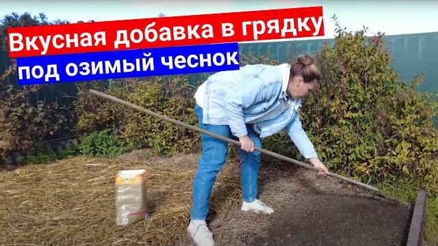 Чем же вкусным заправить грядку под чеснок осенью? Как правильно посадить озимый чеснок. Чем же вкусным заправить грядку под чеснок осенью? Как правильно посадить озимый чеснок.