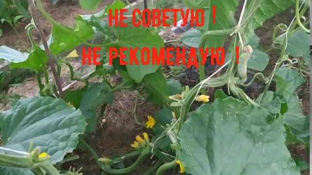 Не покупайте и не сажайте эти огурцы! Не покупайте и не сажайте эти огурцы!