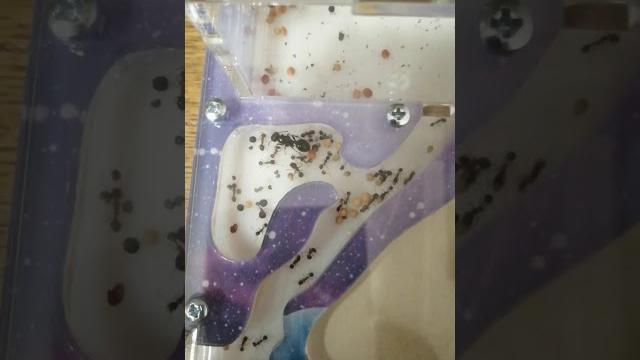 ВИДЕО ПРО МУРАВЬЁВ ВИДЕО ПРО МУРАВЬЁВ