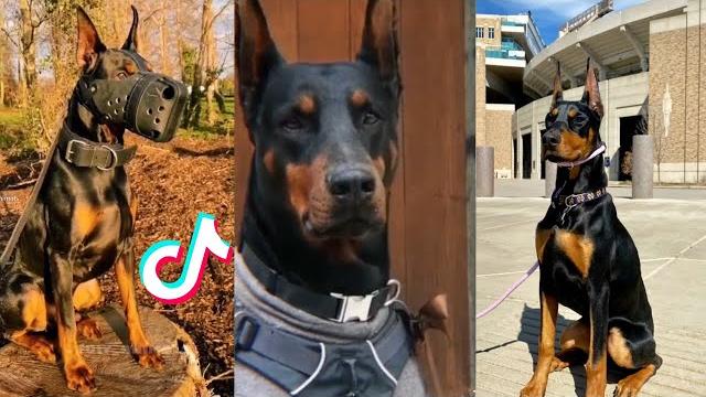 Dobermans are Badass and Cute - Tiktok Compilation! Dobermans are Badass and Cute - Tiktok Compilation!