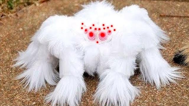 15 Самых Редких Пауков в Мире 15 Самых Редких Пауков в Мире