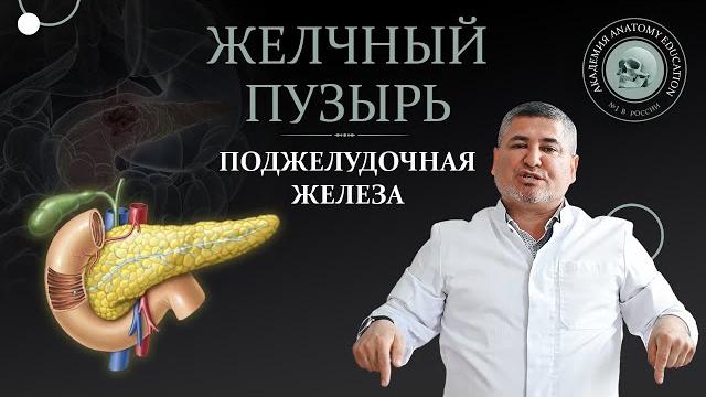 Желчный пузырь. Желчевыводящие пути. Поджелудочная железа / Gall bladder. Biliary tract. Pancreas Желчный пузырь. Желчевыводящие пути. Поджелудочная железа / Gall bladder. Biliary tract. Pancreas