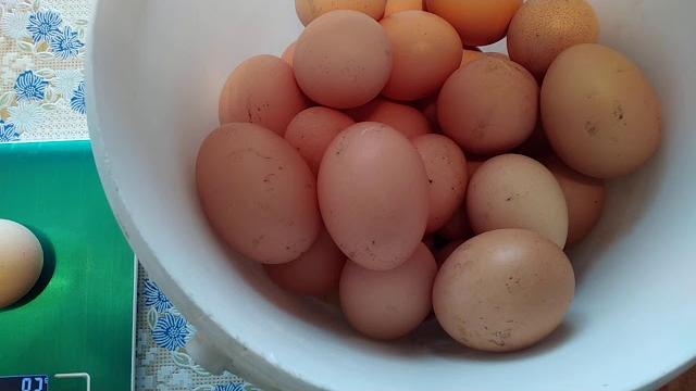 Какие яйца несут куры Доминанты. Какие яйца несут куры Доминанты.