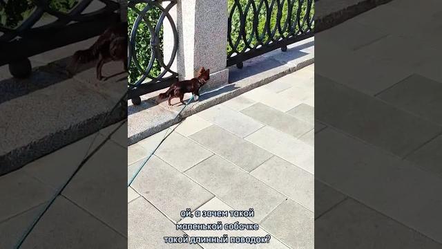 Десять метров для чихуахуа Десять метров для чихуахуа 
