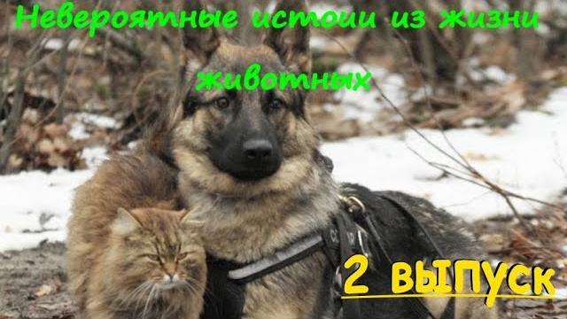 НЕВЕРОЯТНЫЕ ИСТОРИИ ИЗ ЖИЗНИ ЖИВОТНЫХ 2 Выпуск ЖИВОТНЫЕ СПАСАЮТ ЛЮДЕЙ ANIMALS SAVE PEOPLE НЕВЕРОЯТНЫЕ ИСТОРИИ ИЗ ЖИЗНИ ЖИВОТНЫХ 2 Выпуск ЖИВОТНЫЕ СПАСАЮТ ЛЮДЕЙ ANIMALS SAVE PEOPLE