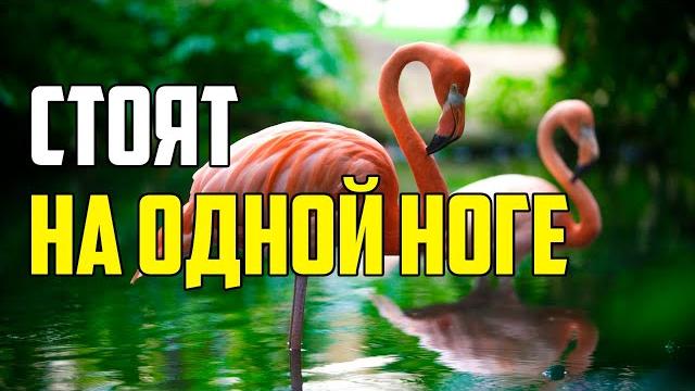 ПОЧЕМУ ФЛАМИНГО СТОЯТ НА ОДНОЙ НОГЕ? #shorts ПОЧЕМУ ФЛАМИНГО СТОЯТ НА ОДНОЙ НОГЕ? #shorts