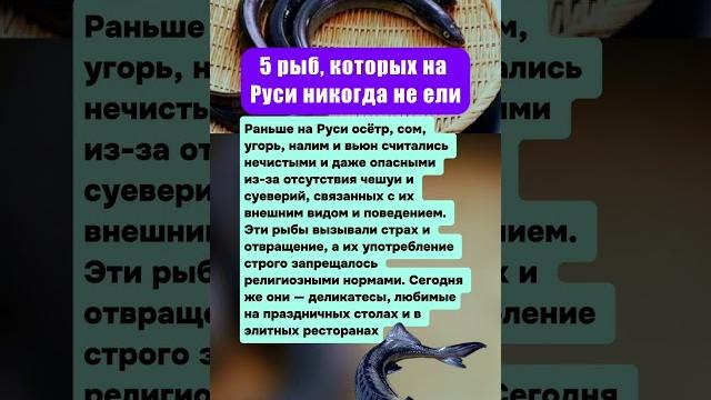 «МЫ ПЛАТИМ ЗА НИХ ТЫСЯЧИ, А ДЕДЫ ПРЕЗИРАЛИ»: 5 РЫБ, КОТОРЫХ НА РУСИ НИКОГДА НЕ ЕЛИ #животные «МЫ ПЛАТИМ ЗА НИХ ТЫСЯЧИ, А ДЕДЫ ПРЕЗИРАЛИ»: 5 РЫБ, КОТОРЫХ НА РУСИ НИКОГДА НЕ ЕЛИ #животные