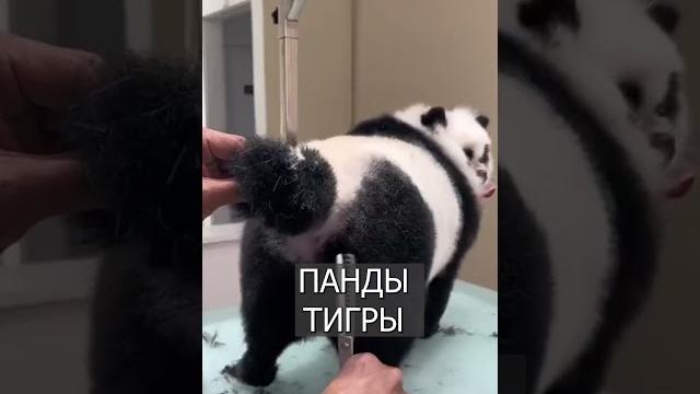 Парикмахер делает из собак ЛЬВОВ и ТИГРОВ Парикмахер делает из собак ЛЬВОВ и ТИГРОВ