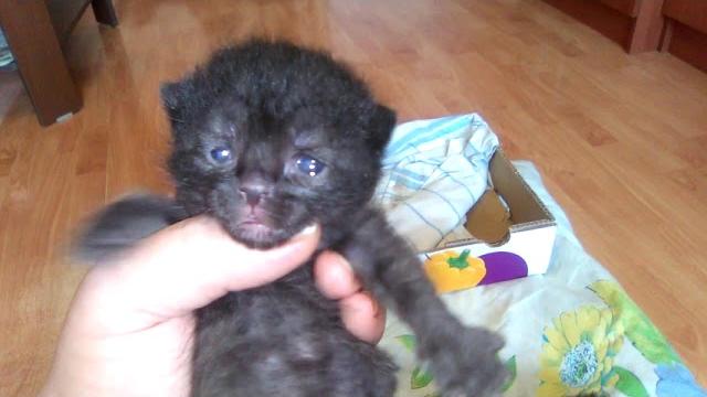 Ну вот и глаза начинают открываться у котят.На девятый день они прозревают наши три кота.Они видят. Ну вот и глаза начинают открываться у котят.На девятый день они прозревают наши три кота.Они видят.
