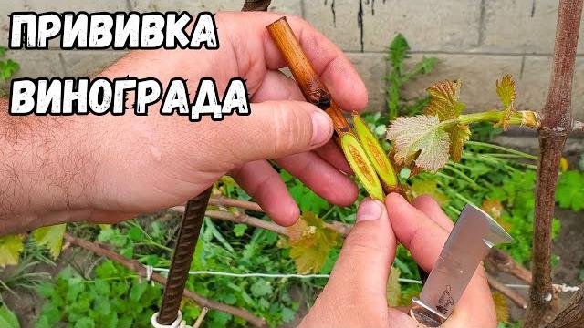 Прививка винограда черным в черное. Окулировка, улучшенная копулировка, в расщеп, прививка секатором Прививка винограда черным в черное. Окулировка, улучшенная копулировка, в расщеп, прививка секатором