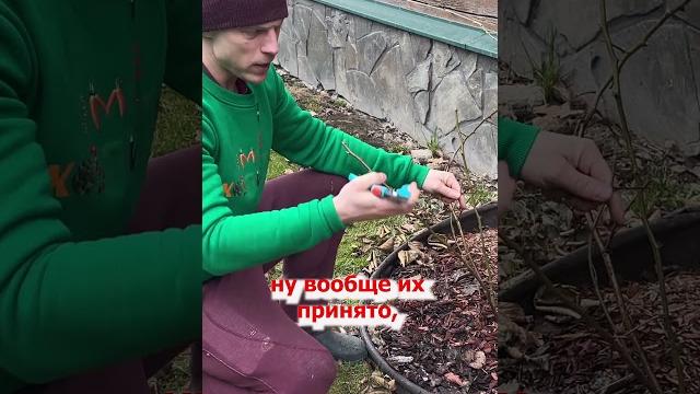 ОБРЕЗКА ЕЖЕВИКИ ВЕСНОЙ ОБРЕЗКА ЕЖЕВИКИ ВЕСНОЙ