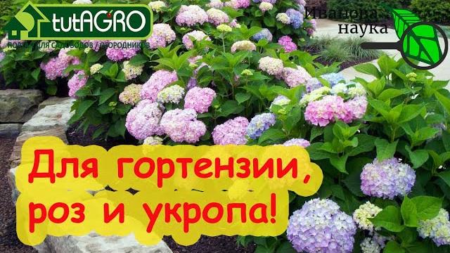 СУПЕР УДОБРЕНИЕ ДЛЯ РОЗ, УКРОПА, ГОЛУБИКИ и ГОРТЕНЗИЙ. Особая подкормка для особенных растений. СУПЕР УДОБРЕНИЕ ДЛЯ РОЗ, УКРОПА, ГОЛУБИКИ и ГОРТЕНЗИЙ. Особая подкормка для особенных растений.