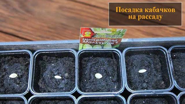 Посадка кабачков на рассаду Посадка кабачков на рассаду