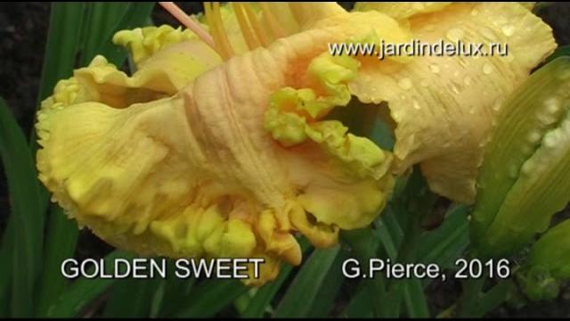 Цветение лилейников Jardindelux.ru лето 2017 Цветение лилейников Jardindelux.ru лето 2017
