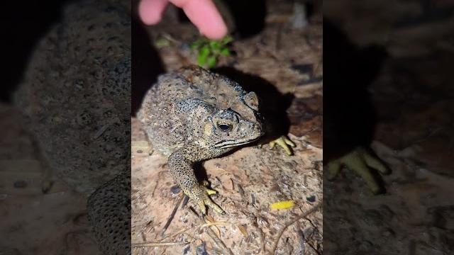 Toads and lizards make you laugh | Catch the last big toad Hahaha | Catch Toad | Tep longheng funny Toads and lizards make you laugh | Catch the last big toad Hahaha | Catch Toad | Tep longheng funny
