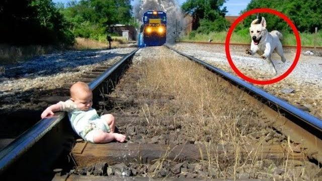 Моменты Когда Животные Спасают Людей и Это Попало На камеру Моменты Когда Животные Спасают Людей и Это Попало На камеру