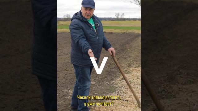 Чеснок только взошел, а уже желтеет? Срочно нужна подкормка! Чем подкормить озимый чеснок весной Чеснок только взошел, а уже желтеет? Срочно нужна подкормка! Чем подкормить озимый чеснок весной