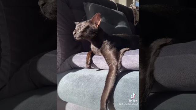 Хьюго Ориентал Смешные животные Хьюго Ориентал Смешные животные