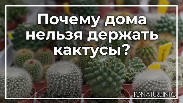 Почему дома нельзя держать кактусы? | toNature.Info Почему дома нельзя держать кактусы? | toNature.Info