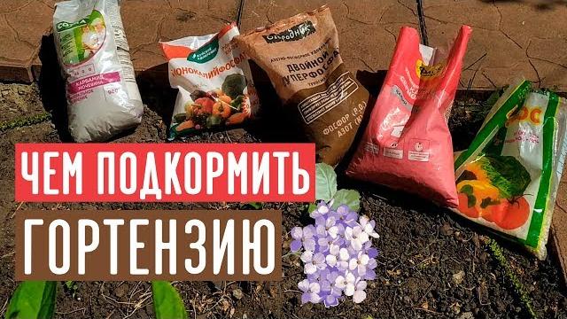 Минеральные удобрения для гортензии / Садовый гид Минеральные удобрения для гортензии / Садовый гид