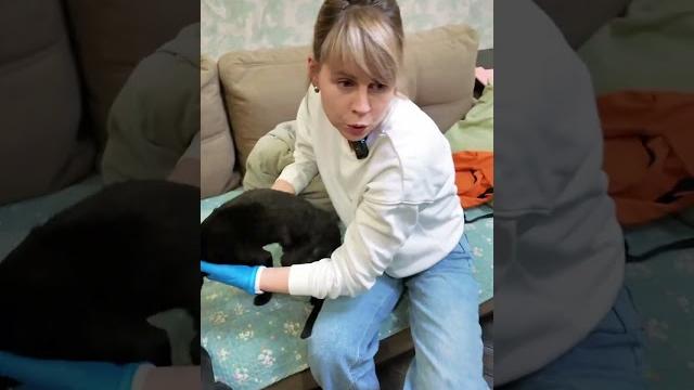 У кошки текут слюни У кошки текут слюни