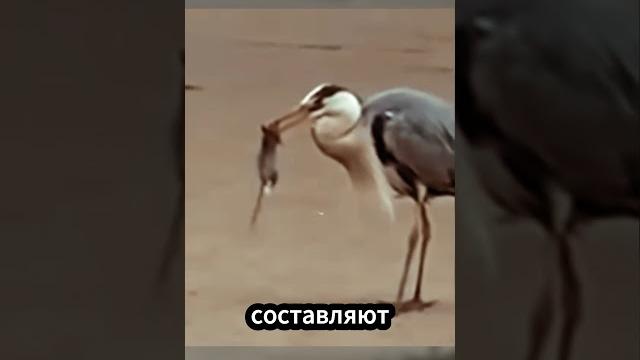 Эта птица ест змей, как спагетти! #Животные Эта птица ест змей, как спагетти! #Животные