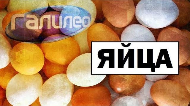 #Галилео | Яйца Eggs #Галилео | Яйца Eggs