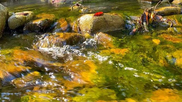 Gentle forest stream with the singing of morning birds. 3 Hours for relaxation, rest, sleep. Gentle forest stream with the singing of morning birds. 3 Hours for relaxation, rest, sleep.