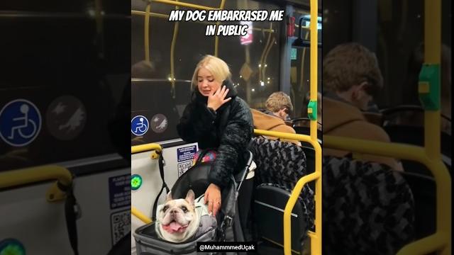 бульдог смешные собаки #собака #прикольныекоты #funnycats #cats #юмор #dog #dogs #dogshorts #funny бульдог смешные собаки #собака #прикольныекоты #funnycats #cats #юмор #dog #dogs #dogshorts #funny