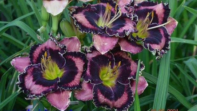 RELAX MUSIC and FLOWERS. Цветы, музыка Сергея Чекалина. Летний день. Лилейники Александра Монако. RELAX MUSIC and FLOWERS. Цветы, музыка Сергея Чекалина. Летний день. Лилейники Александра Монако.