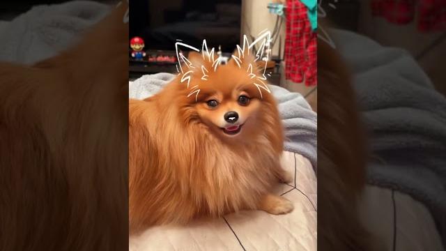 Мой бобрик #шпиц#собака#shorts#видео#блог#собачки#жизнь#live#dog#pomeranian#reels#тикток#ютуб Мой бобрик #шпиц#собака#shorts#видео#блог#собачки#жизнь#live#dog#pomeranian#reels#тикток#ютуб