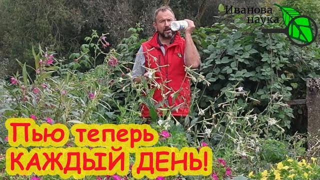 ВЫПИВАЮ 50 ГРАММ и ПРОСТО ЛЕТАЮ!!! Домашний напиток для восстановления сил и здоровья. Моя 20-дневка ВЫПИВАЮ 50 ГРАММ и ПРОСТО ЛЕТАЮ!!! Домашний напиток для восстановления сил и здоровья. Моя 20-дневка