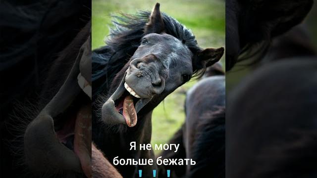 смешные видео Африка часть 7 смешные видео Африка часть 7