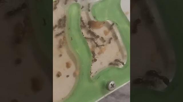 видео про муравьёв видео про муравьёв