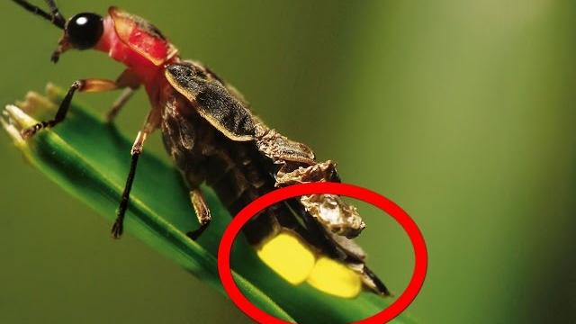 ПОЧЕМУ СВЕТЛЯЧКИ СВЕТЯТСЯ ? ПОЧЕМУ СВЕТЛЯЧКИ СВЕТЯТСЯ ?