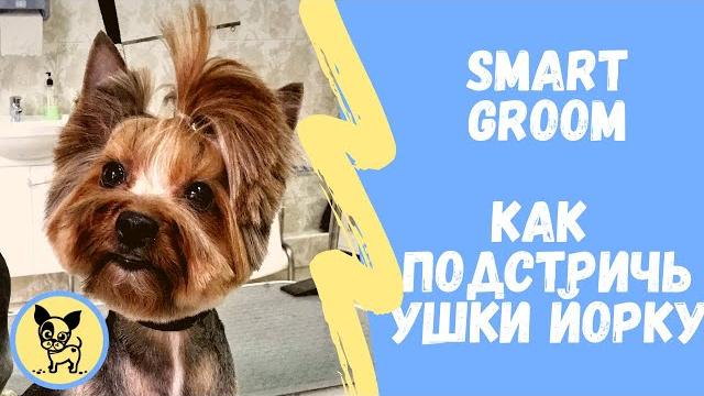 Как подстричь ушки Йорку? Как подстричь ушки Йорку?