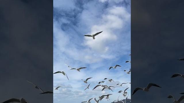 #сочи #природа #море #nature #sea #вдохновение #весна2023 #весна #видео #чайка #чайки #любовь #сочи #природа #море #nature #sea #вдохновение #весна2023 #весна #видео #чайка #чайки #любовь
