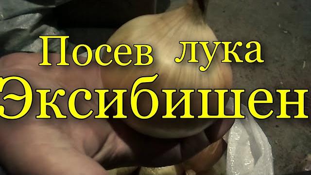 Посев лука Эксибишен на рассаду. Посев лука Эксибишен на рассаду.
