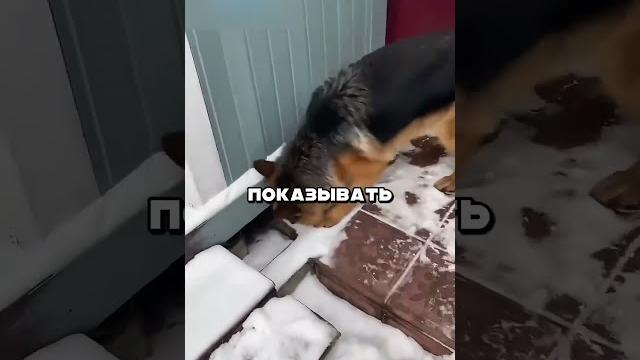 ТОЛЬКО ТАК И ПОНИМАЕТ ТОЛЬКО ТАК И ПОНИМАЕТ