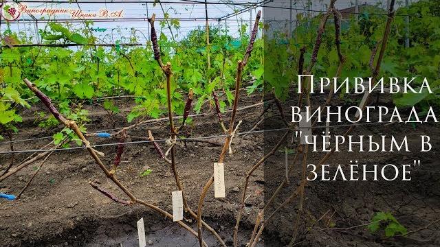 Прививка винограда "чёрным в зелёное" Прививка винограда "чёрным в зелёное"