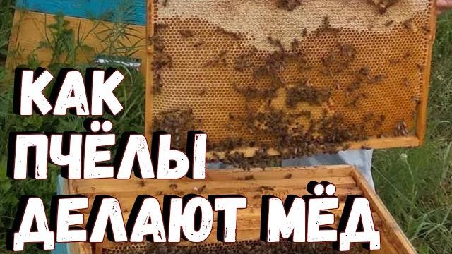Как пчёлы делают мёд Как пчёлы делают мёд