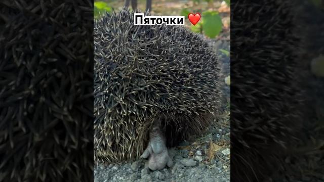 Ежовая пяточка #shorts #short #ёжик Ежовая пяточка #shorts #short #ёжик