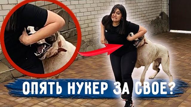 Как состояние Нукера после двух операций? Не довезла кошек до клиники на операцию из за потопа. Как состояние Нукера после двух операций? Не довезла кошек до клиники на операцию из за потопа.