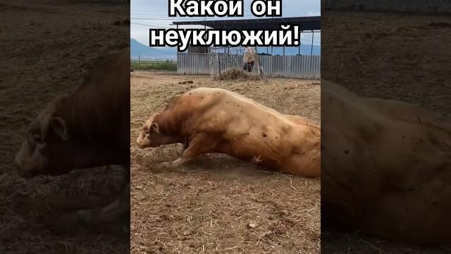 Бык устроил цирк! Такого поворота никто не ожидал!#бык #быки #корова #коровы #домашниеживотные #юмор Бык устроил цирк! Такого поворота никто не ожидал!#бык #быки #корова #коровы #домашниеживотные #юмор