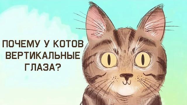Edu: Почему у котиков вертикальные зрачки? Edu: Почему у котиков вертикальные зрачки?