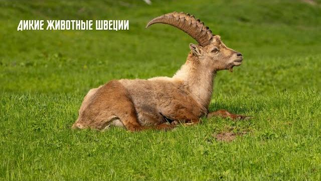 Удивительный мир дикой природы Швеции! #ДикаяПрирода #Швеция #Животные #Природа #УдивительнаяШвеция Удивительный мир дикой природы Швеции! #ДикаяПрирода #Швеция #Животные #Природа #УдивительнаяШвеция
