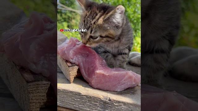 От улыбки хмурый день светлей От улыбки хмурый день светлей