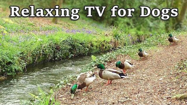 Relax Your Dog TV - 8 Hours of Relaxing TV for Dogs at The Babbling Brook Relax Your Dog TV - 8 Hours of Relaxing TV for Dogs at The Babbling Brook